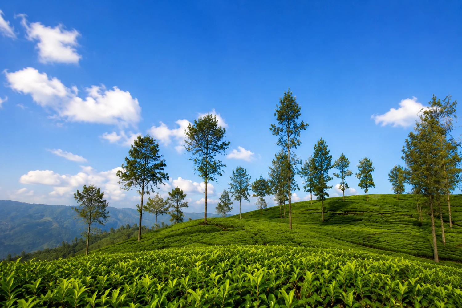 Tea estate landscape in South Coorg